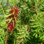 Bottlebrush