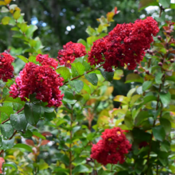 Crape Myrtle