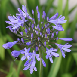 Agapanthus