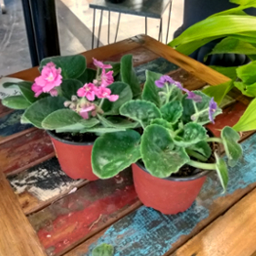 African Violet 4"