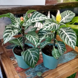 Zebra Plant - 5"