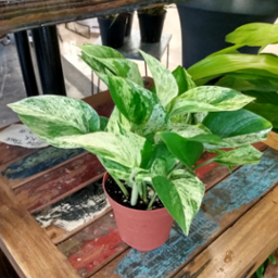 Pothos Marble Queen 4"