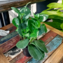 Peperomia And Pilea