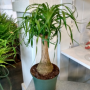 Palm - Ponytail 1G