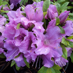 Azaleas