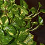 Pothos And Philodendron