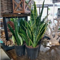 Snake Plants