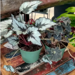 Begonia - Rex 1g