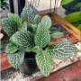 Fittonia / Nerve Plant 4"