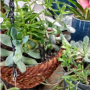 Succulents And Cactus