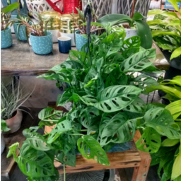 Monstera Adansonii Hanging Basket