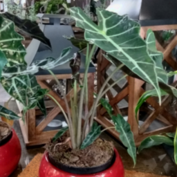 Alocasia 1g