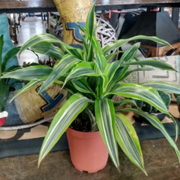 Dracaena - Assorted 1g