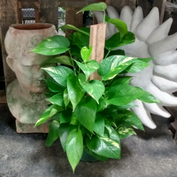 Pothos 1g Pole