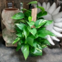 Pothos 1g Pole