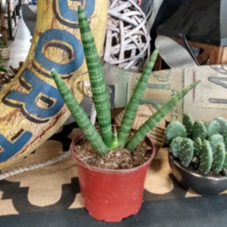 Snake Plant - Sans. Boncel 6"