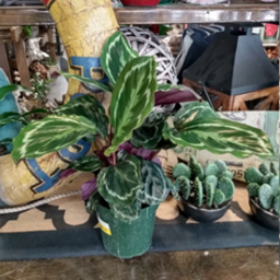 Calathea 1g