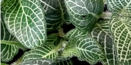 Fittonia