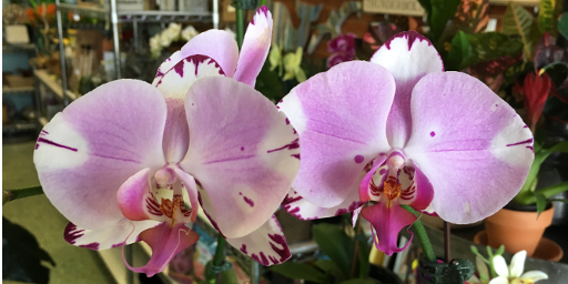 Orchids