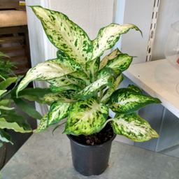 Dieffenbachia 4"