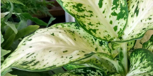 Dieffenbachia