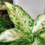 Dieffenbachia