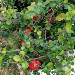 Flowering Quince