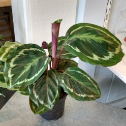 Calathea 4"