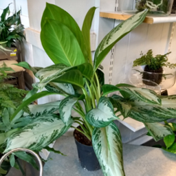 Aglaonema - Silver Bay 1g