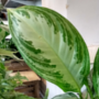 Aglaonema