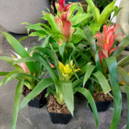 Bromeliad 4"