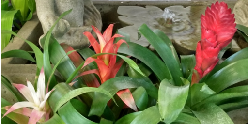 Bromeliads