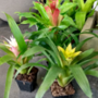 Bromeliads