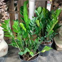 ZZ Plant 8"