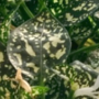 Hypoestes Polka Dot Plant