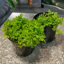 Fern - Club Moss 4"