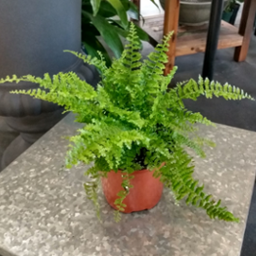 Fern - Fluffy Ruffles 4"