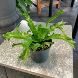 Fern - Bird Nest 1g
