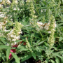 Butterfly Bush