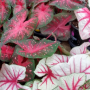 Caladiums