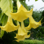 Angel Trumpet