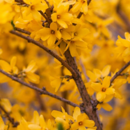 Forsythia