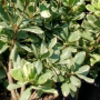 Pittosporum