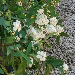 Spirea