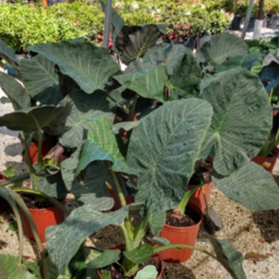 Alocasia And Colocasia