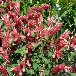 Shrimp Plants