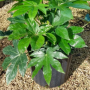 Fatsia