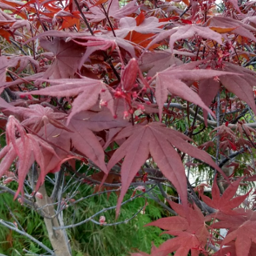 Japanese Maple