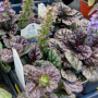 Ajuga