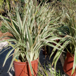 Flax Lily (dianella)